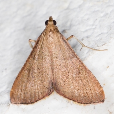 Endotricha ignealis (A Pyralid moth (Endotrichinae)) at Melba, ACT - 2 Nov 2021 by kasiaaus