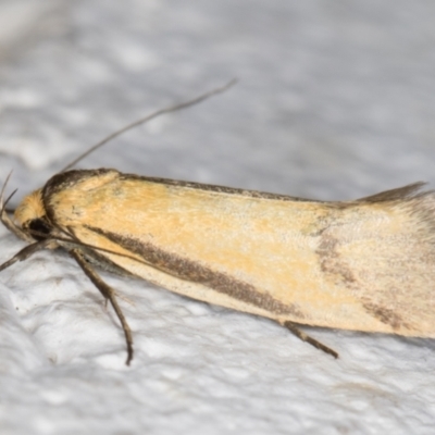 Philobota undescribed species near arabella (A concealer moth) at Melba, ACT - 2 Nov 2021 by kasiaaus