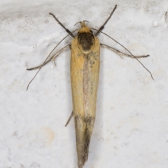 Philobota undescribed species near arabella at Melba, ACT - 2 Nov 2021 09:52 PM