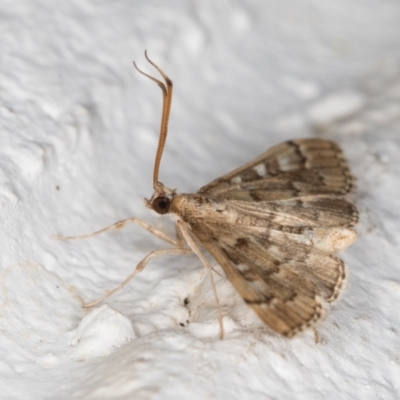Nacoleia rhoeoalis (A Crambid moth (Spilomelinae) at Melba, ACT - 2 Nov 2021 by kasiaaus