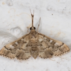 Nacoleia rhoeoalis at Melba, ACT - 2 Nov 2021 09:51 PM