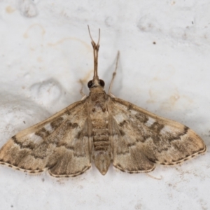 Nacoleia rhoeoalis at Melba, ACT - 2 Nov 2021