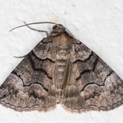 Dysbatus undescribed species (A Line-moth) at Melba, ACT - 2 Nov 2021 by kasiaaus