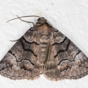 Dysbatus undescribed species at Melba, ACT - 2 Nov 2021