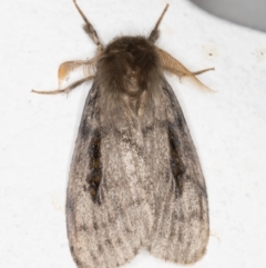 Leptocneria reducta (White Cedar Moth) at Melba, ACT - 2 Nov 2021 by kasiaaus