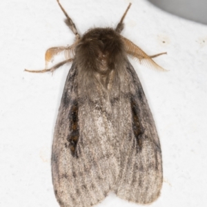 Leptocneria reducta at Melba, ACT - 2 Nov 2021