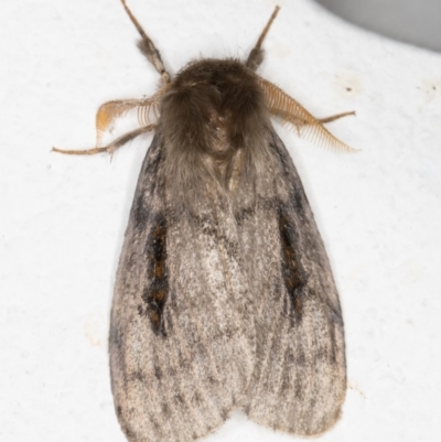 Leptocneria reducta (White cedar moth) at Melba, ACT - 2 Nov 2021 by kasiaaus