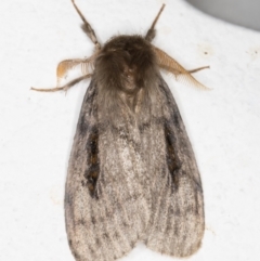Leptocneria reducta (White cedar moth) at Melba, ACT - 2 Nov 2021 by kasiaaus