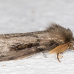 Leptocneria reducta at Melba, ACT - 2 Nov 2021