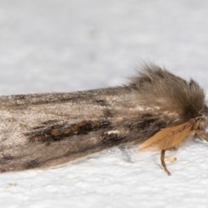 Leptocneria reducta at Melba, ACT - 2 Nov 2021 09:55 PM