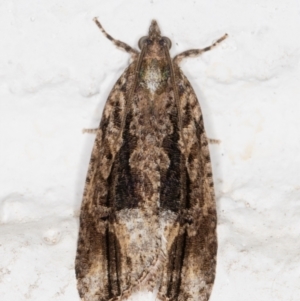 Thrincophora lignigerana at Melba, ACT - 2 Nov 2021 10:00 PM