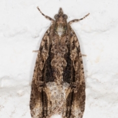Thrincophora lignigerana (A Tortricid moth) at Melba, ACT - 2 Nov 2021 by kasiaaus