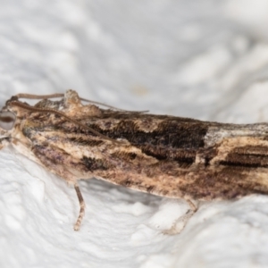 Thrincophora lignigerana at Melba, ACT - 2 Nov 2021 10:00 PM