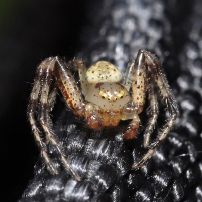 Thomisidae sp. (family) (Unidentified Crab spider or Flower spider) at Acton, ACT - 2 Jan 2022 by TimL