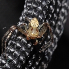 Thomisidae (family) at Acton, ACT - 2 Jan 2022