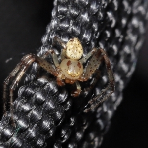 Thomisidae sp. (family) at Acton, ACT - 2 Jan 2022