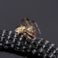 Thomisidae (family) at Acton, ACT - 2 Jan 2022 12:35 PM