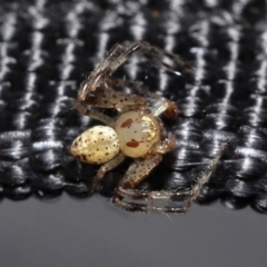 Thomisidae (family) at Acton, ACT - 2 Jan 2022