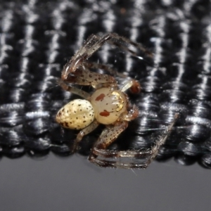 Thomisidae sp. (family) at Acton, ACT - 2 Jan 2022