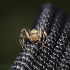 Thomisidae (family) at Acton, ACT - 2 Jan 2022