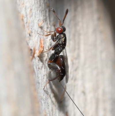 Podagrionini sp. (tribe) (Unidentified mantis parasite wasp) at Acton, ACT - 4 Jan 2022 by TimL