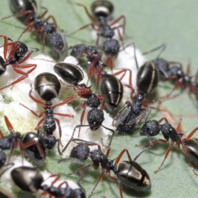 Dolichoderus scabridus (Dolly ant) at Acton, ACT - 5 Jan 2022 by TimL