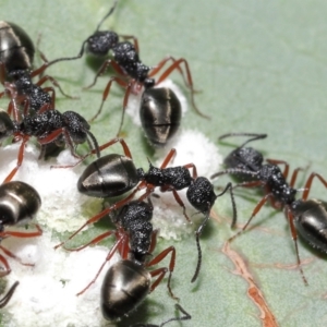 Dolichoderus scabridus at Acton, ACT - 5 Jan 2022