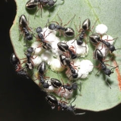 Dolichoderus scabridus at Acton, ACT - 5 Jan 2022