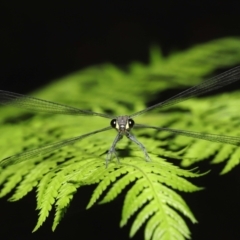 Austroargiolestes icteromelas (Common Flatwing) at ANBG - 7 Jan 2022 by TimL