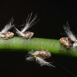 Scolypopa australis at Acton, ACT - 7 Jan 2022