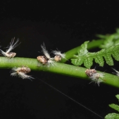 Scolypopa australis at Acton, ACT - 7 Jan 2022