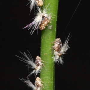 Scolypopa australis at Acton, ACT - 7 Jan 2022