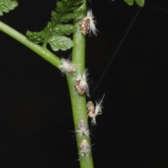 Scolypopa australis at Acton, ACT - 7 Jan 2022