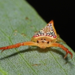 Arkys walckenaeri (Triangle spider) at Acton, ACT - 7 Jan 2022 by TimL