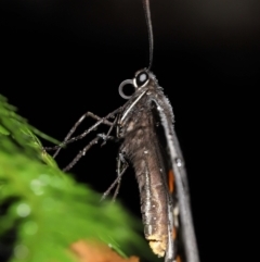 Papilio aegeus at Acton, ACT - 7 Jan 2022