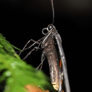 Papilio aegeus at Acton, ACT - 7 Jan 2022