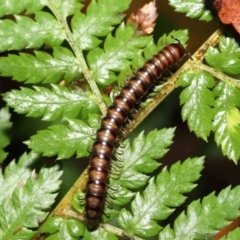 Paradoxosomatidae sp. (family) (Millipede) at Acton, ACT - 7 Jan 2022 by TimL