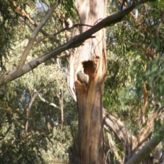 Callocephalon fimbriatum (Gang-gang Cockatoo) at Garran, ACT - 5 Jan 2022 by MichaelMulvaney