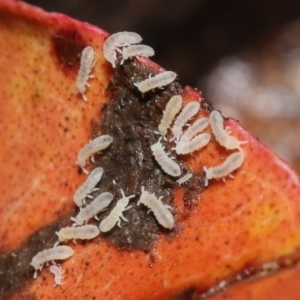 Hypogastrura sp. (genus) at Acton, ACT - 7 Jan 2022