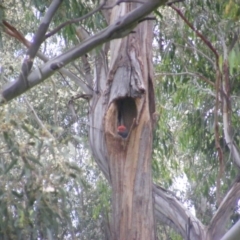 Callocephalon fimbriatum (Gang-gang Cockatoo) at Federal Golf Course - 5 Jan 2022 by MichaelMulvaney