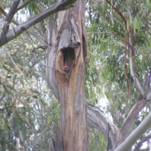 Callocephalon fimbriatum at Garran, ACT - suppressed