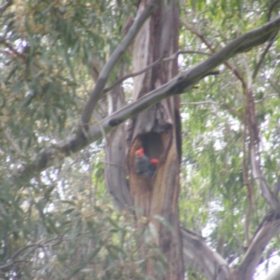 Callocephalon fimbriatum (Gang-gang Cockatoo) at Federal Golf Course - 7 Jan 2021 by MichaelMulvaney