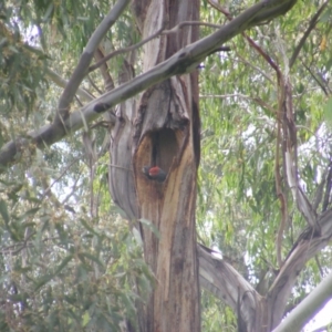 Callocephalon fimbriatum at Garran, ACT - suppressed