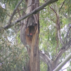 Callocephalon fimbriatum at Garran, ACT - 7 Jan 2021