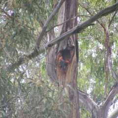 Callocephalon fimbriatum at Garran, ACT - suppressed