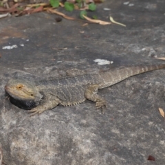 Pogona vitticeps at Acton, ACT - 5 Jan 2022