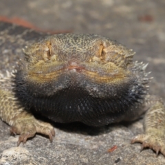 Pogona vitticeps at Acton, ACT - 5 Jan 2022