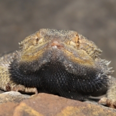 Pogona vitticeps at Acton, ACT - 5 Jan 2022