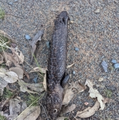 Tiliqua rugosa (Shingleback Lizard) at Hackett, ACT - 9 Jan 2022 by WalterEgo