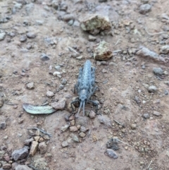 Coryphistes ruricola (Bark-mimicking Grasshopper) at Hackett, ACT - 9 Jan 2022 by WalterEgo